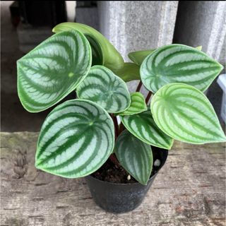 ペペロミア スイカペペ サンデルシー 観葉植物