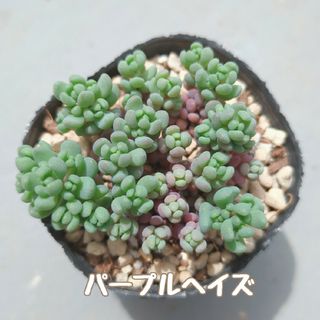 多肉植物　パープルヘイズ　抜き苗(その他)