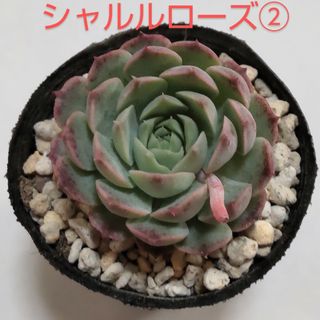 多肉植物　シャルルローズ②　抜き苗(その他)