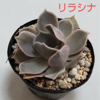 多肉植物　リラシナ　抜き苗(その他)