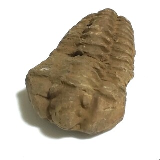 化石 三葉虫フレキシカリメネ モロッコ産 体長60mm(その他)