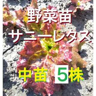 【ネコポス】中苗5株 サニーレタス苗　無農薬　農薬不使用　野菜苗