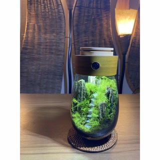 苔　苔テラリウム　水琉石の山　LEDライト蓋付き(インテリア雑貨)