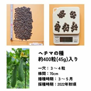 【数量限定‼】有機南国にしがわ農園のヘチマ(自家採種)のタネ　45ｇ　980円（税込）(その他)