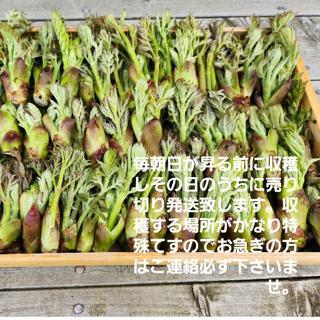 山形庄内鳥海山産　朝摘み天然たらの芽約200g　タラの芽　春野菜　山菜 食品/飲料/酒の食品(野菜)の商品写真