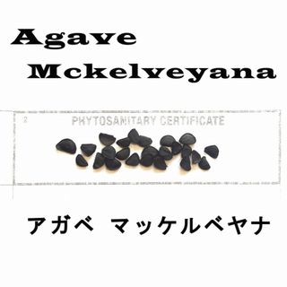 9月入荷 アガベ マッケルベヤナ mckelveyana 20粒 種子 種(その他)