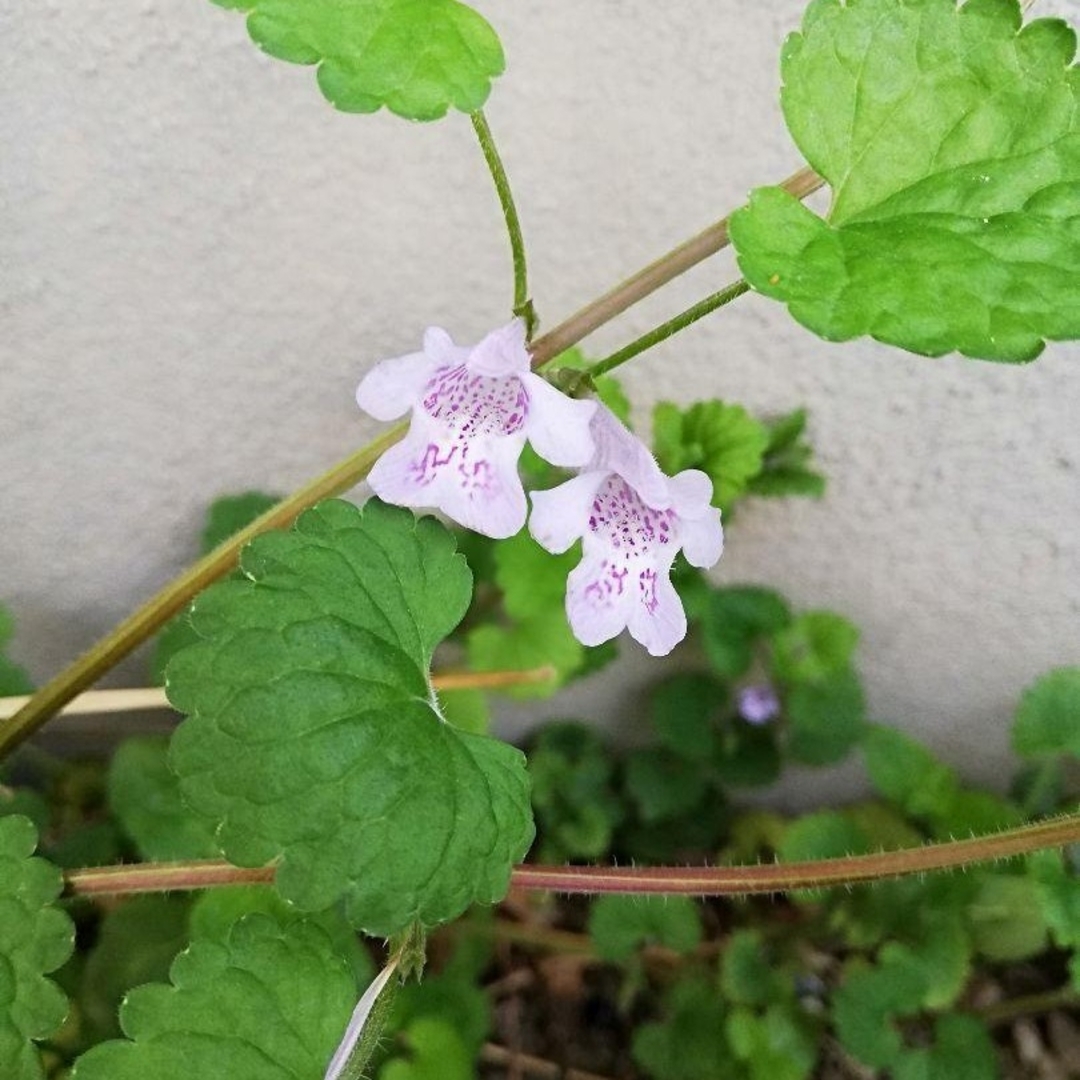 カキドオシ 挿し穂 ランナー 3本 自然農法 無農薬 その他のその他(その他)の商品写真