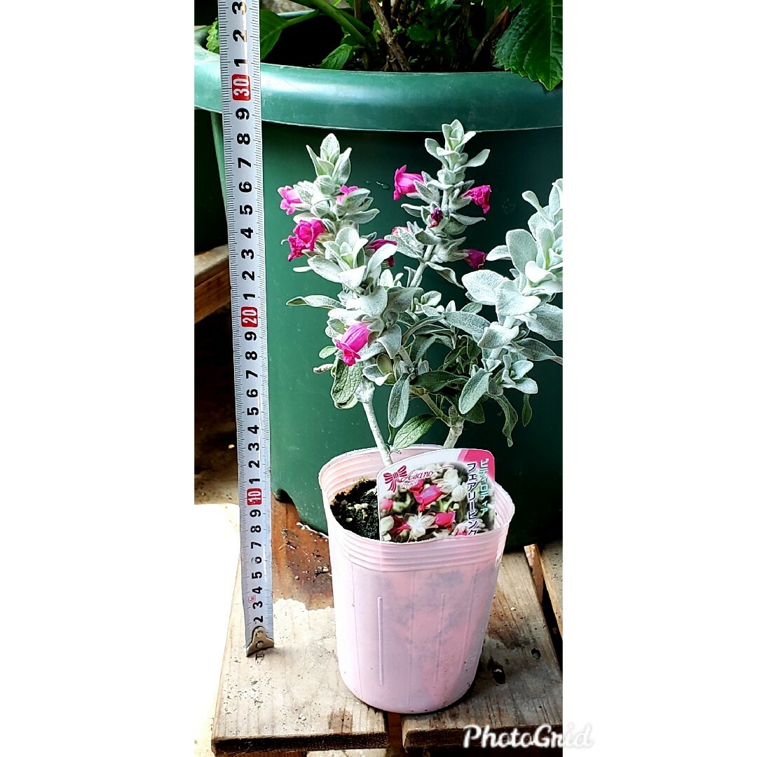 ③　常緑低木 ピティロディア フェアリーピンク　シルバーリーフ　オージープランツ ハンドメイドのフラワー/ガーデン(プランター)の商品写真