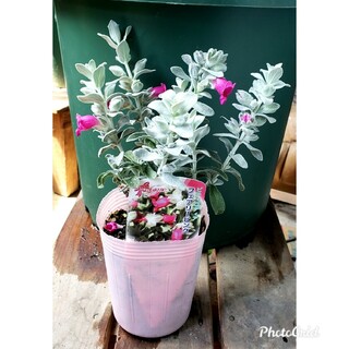⑤　 ピティロディア フェアリーピンク　シルバーリーフ　オージープランツ　　花(プランター)