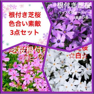 3D☆もう咲き出した☆根付き芝桜☆ベスト3色☆初心者様向き☆(プランター)