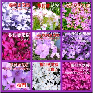 a☆最高のグラデーション☆根付き芝桜☆９色セット☆(プランター)