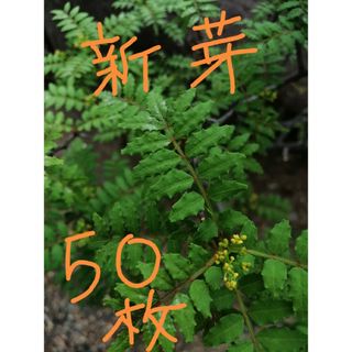 【無農薬】山椒の葉50枚☆新芽(その他)