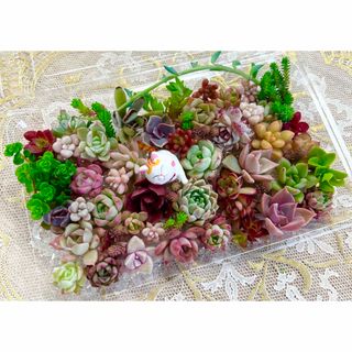 カラフル＆モリモリ★多肉植物・寄せ植えセット♪⑦