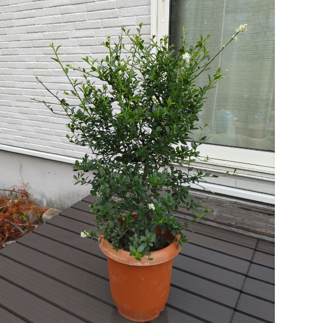 セアノサス 白花種 内径７号プラ鉢 ハンドメイドのフラワー/ガーデン(その他)の商品写真