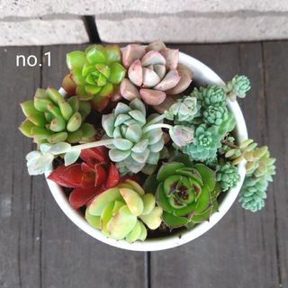 no.1多肉植物抜き苗8種セット