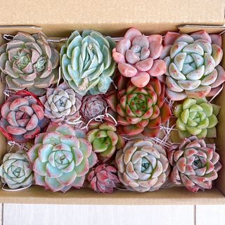 №802 多肉植物 韓国苗 エケベリア♡寄せ植えセット♡現品 匿名発送