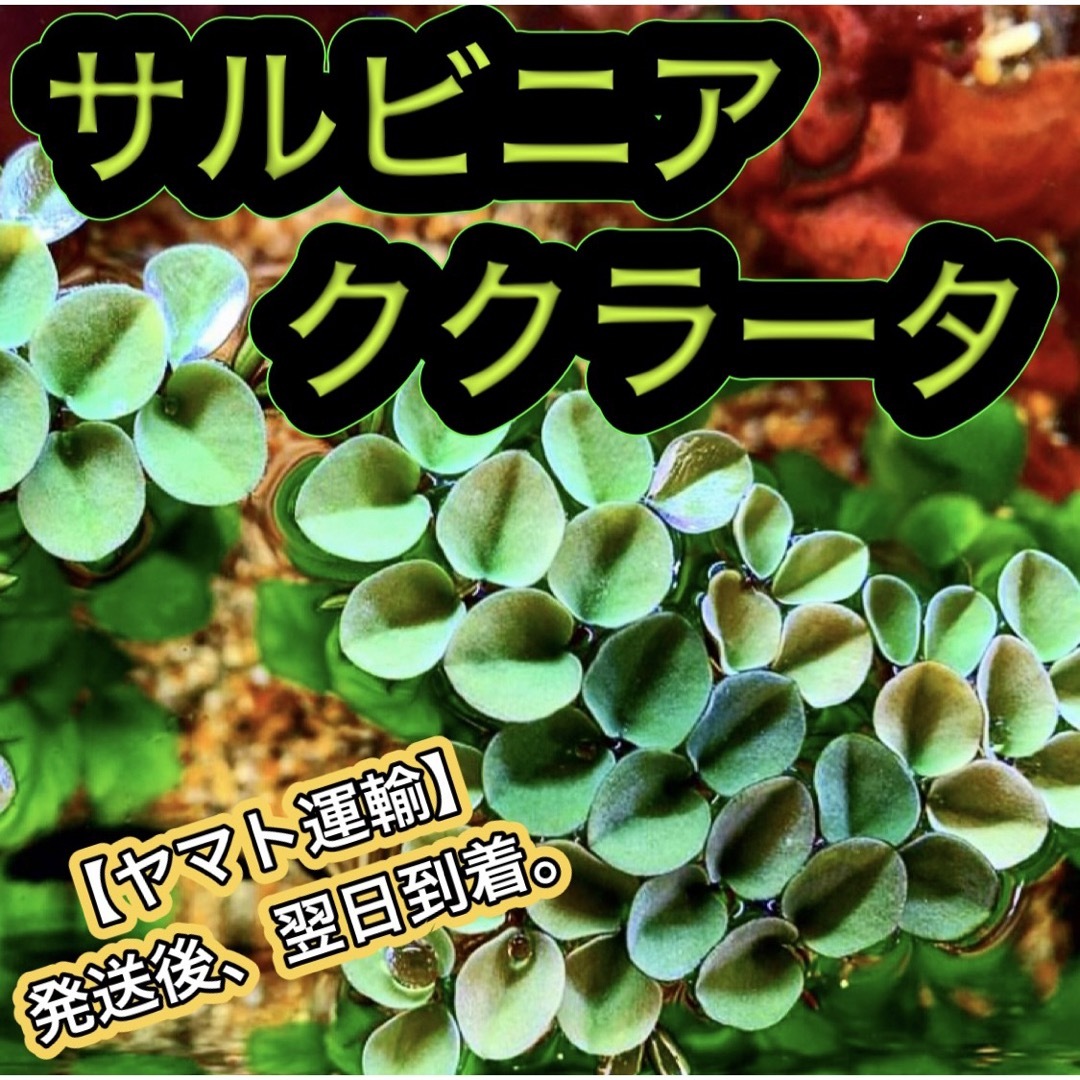 ■サルビニアククラータ＋ａ 水草 浮草 ビオトープ めだか メダカ 熱帯魚 その他のペット用品(アクアリウム)の商品写真