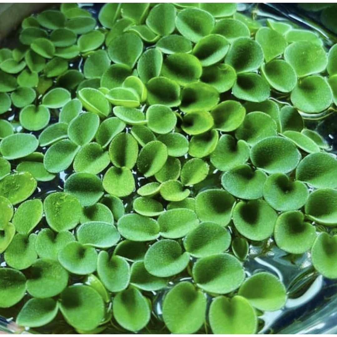 ■サルビニアククラータ＋ａ 水草 浮草 ビオトープ めだか メダカ 熱帯魚 その他のペット用品(アクアリウム)の商品写真