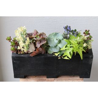 ミニウッドプランターのカラーリーフ寄せ植え（Black wood）(その他)