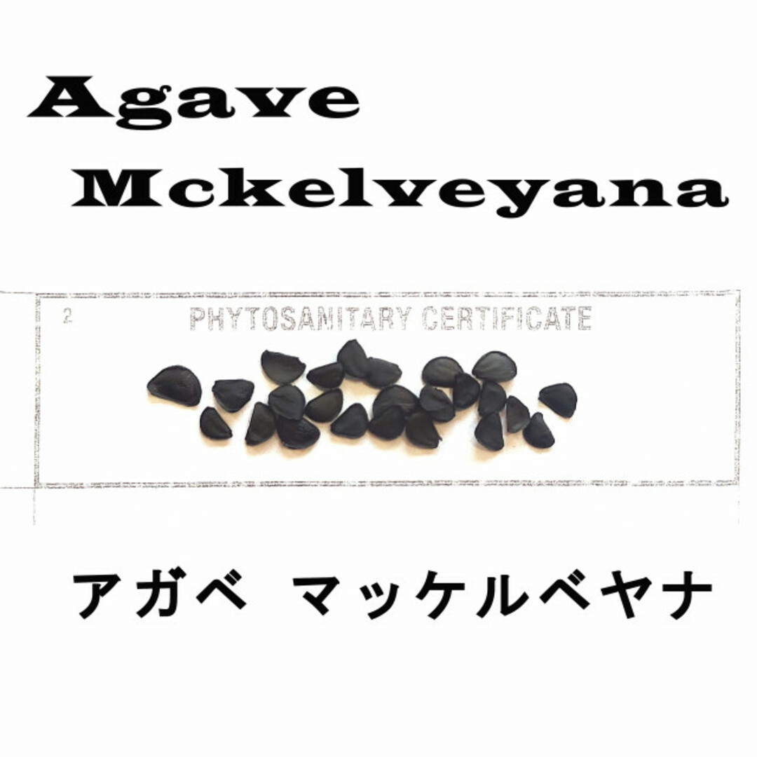 9月入荷 アガベ マッケルベヤナ mckelveyana 50粒 種子 種 ハンドメイドのフラワー/ガーデン(その他)の商品写真