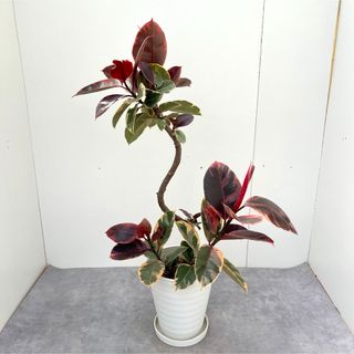 フィカス　ルビー　曲がり　21【現品】観葉植物　大型(その他)