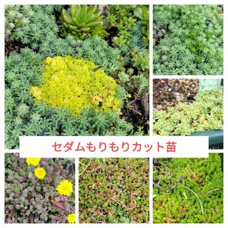 多肉植物　セダムもりもりカット苗(その他)