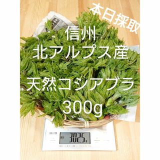 コシアブラ  300g  4/17採取  信州北アルプス産　山菜  天然