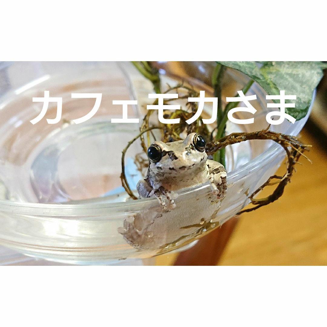 カフェモカ様　山菜ゆしゃはま便  コシアブラとクロモジ 食品/飲料/酒の食品(野菜)の商品写真