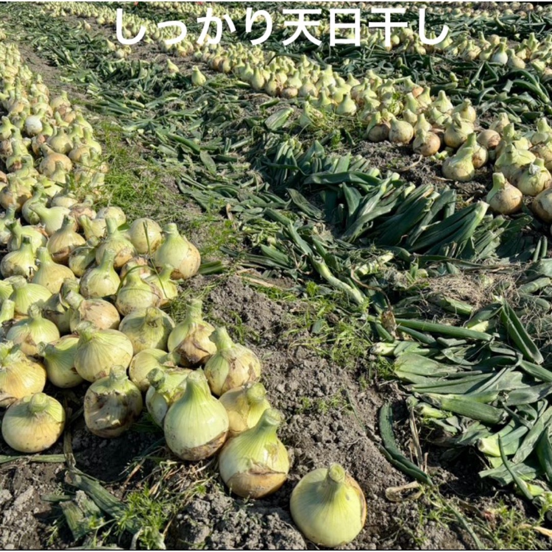 淡路島産 新玉ねぎ 3kg 高糖度 新たまねぎ 新玉葱 食品/飲料/酒の食品(野菜)の商品写真