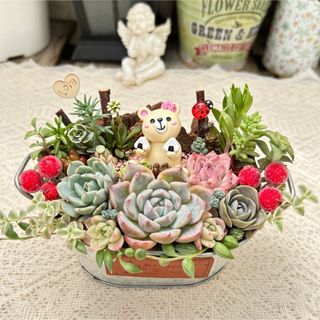 可愛い♡おにぎりクマさん♪多肉植物寄せ植え　プレゼント(その他)