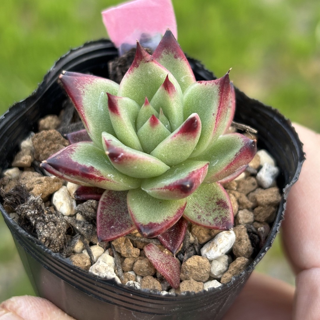 多肉植物agavoides 'v Tuxpanエケベリア原種 抜き苗ケーレス実生 ハンドメイドのフラワー/ガーデン(その他)の商品写真