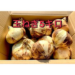 玉ねぎ　5kg 長崎県島原半島産　新玉ねぎ　産地直送(野菜)