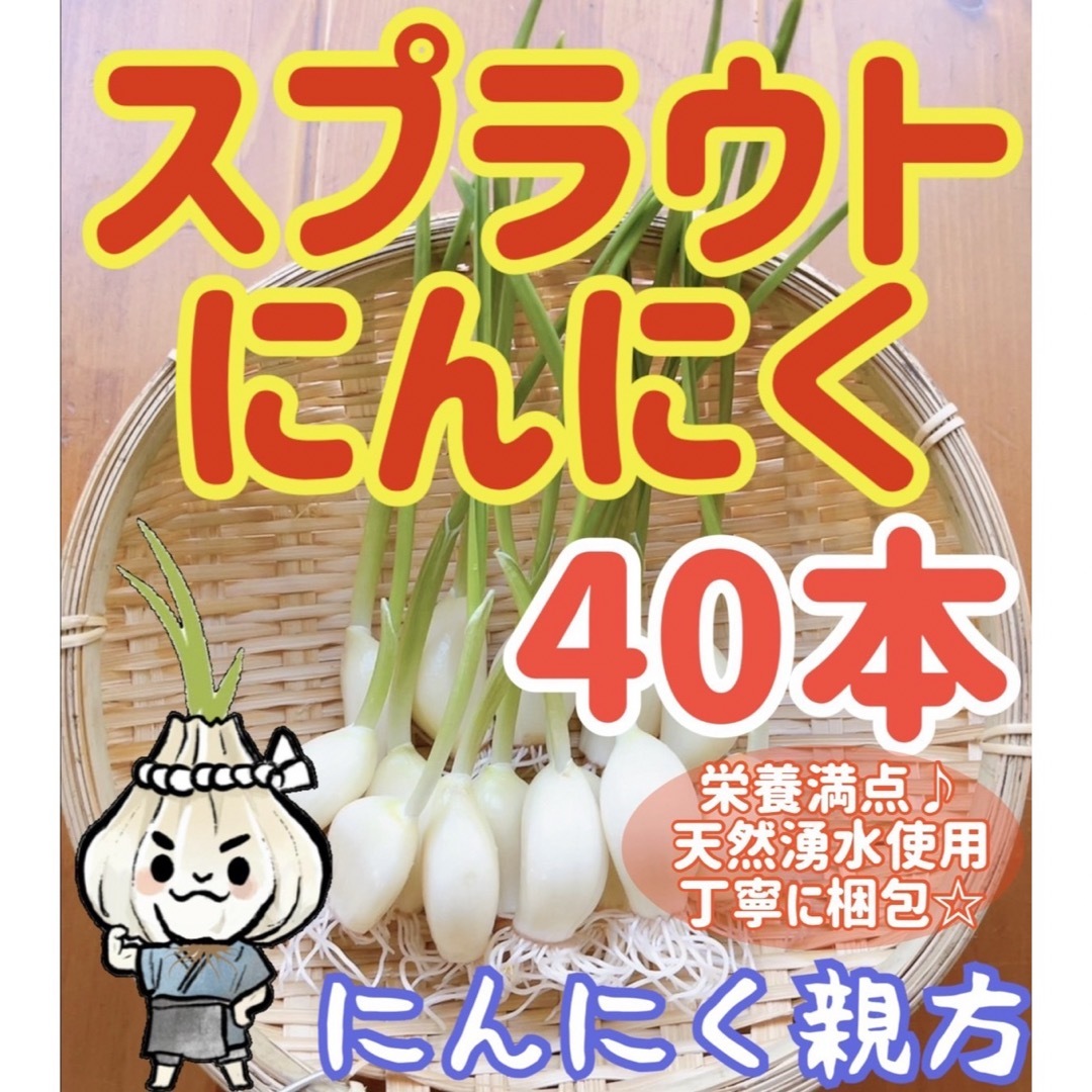 スプラウトにんにく　驚きの栄養価　発芽にんにく　40本　にんにく親方 食品/飲料/酒の食品(野菜)の商品写真