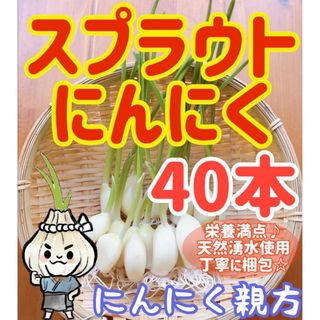 スプラウトにんにく　驚きの栄養価　発芽にんにく　40本　にんにく親方(野菜)