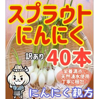 スプラウトにんにく　驚きの栄養価　発芽にんにく　訳あり40本　にんにく親方(野菜)