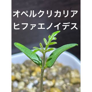 オペルクリカリア ヒファエノイデス 種子30粒(その他)