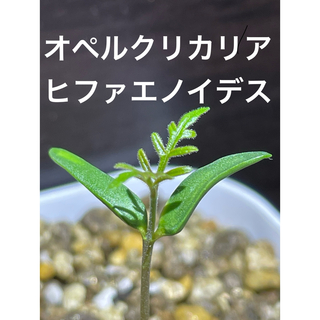 オペルクリカリア ヒファエノイデス 種子50粒(その他)