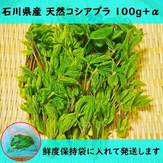 コシアブラ こしあぶら 天然 山菜 石川県産 100g+α(野菜)