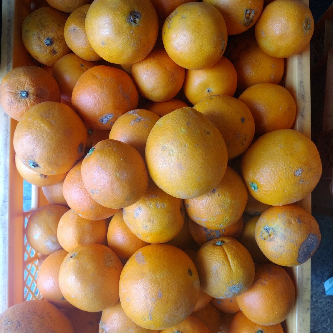 和歌山産柑橘類5kg詰め合わせ 食品/飲料/酒の食品(フルーツ)の商品写真