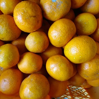 和歌山産柑橘類5kg詰め合わせ(フルーツ)