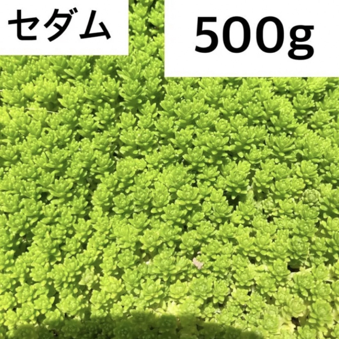 大量！セダム 多肉植物 モリムラ万年草 抜き苗約500 ハンドメイドのフラワー/ガーデン(その他)の商品写真