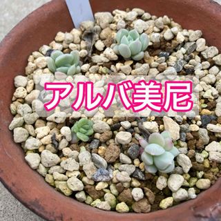 多肉植物　アルバ美尼　写真全部(その他)