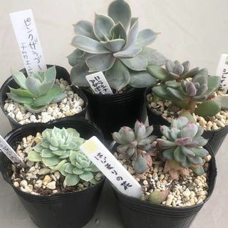 4 多肉植物 エケベリア 5個セット ムーンシャトウ はじまりの花 紫麗殿(その他)