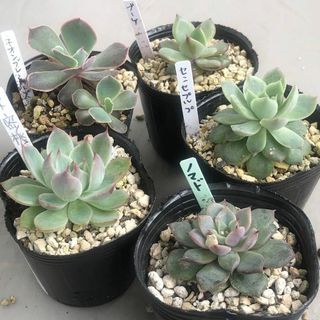 2 多肉植物 エケベリア 5個セット ノマド 水蜜桃 センセプルプ ブーケ