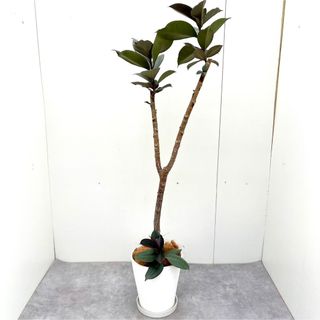 フィカス　バーガンディ　11【現品】観葉植物　室内(その他)