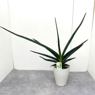 サンスベリア　ロブスターブルー【現品】観葉植物　大型(その他)