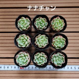 多肉植物『ナナチャン』９苗セット(その他)