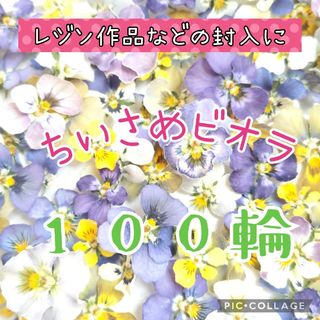 数量限定‼️小さめビオラ 100輪♡(ドライフラワー)