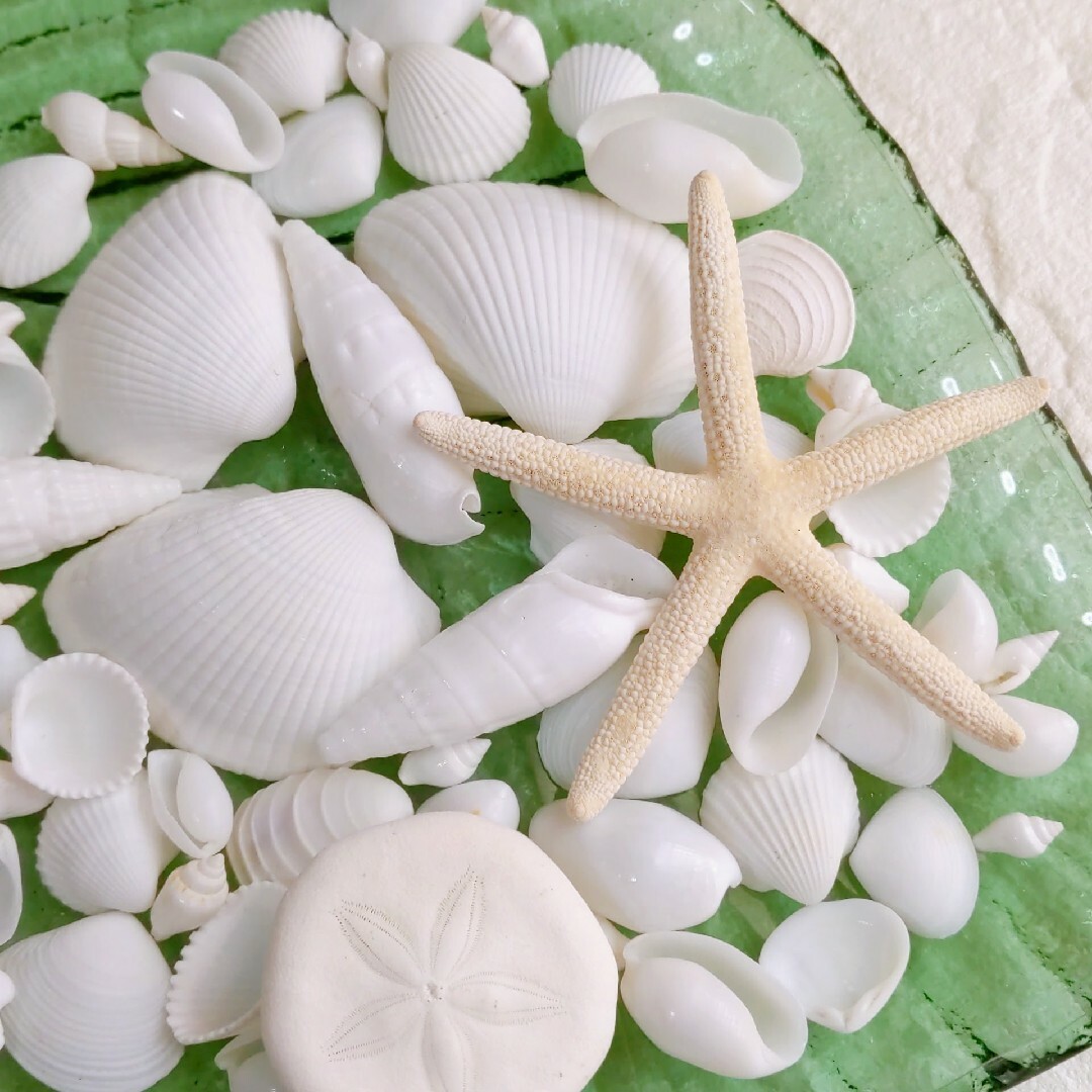 貝殻　シェルパーツ　ホワイト　ナチュラル　天然素材　海　工作　飾り　ハワイアン ハンドメイドの素材/材料(各種パーツ)の商品写真