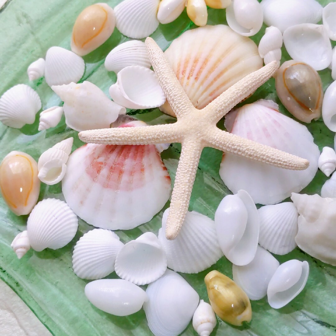 シェル　天然貝殻　貝殻アソート　海素材　結婚式　撮影小物　海　ナチュラル ハンドメイドのフラワー/ガーデン(リース)の商品写真